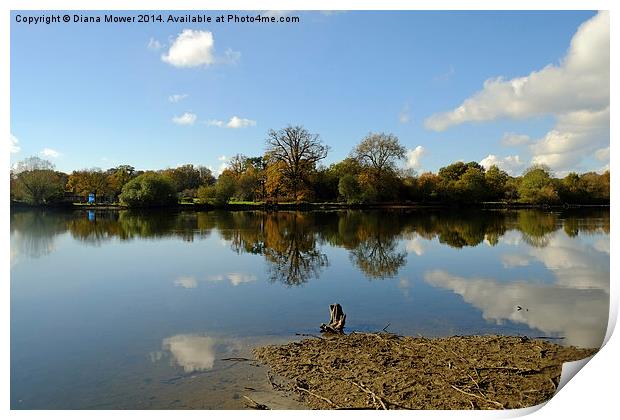 Hatfield Forest Lake  Print by Diana Mower