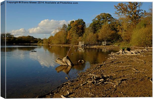 Hatfield Forest   Canvas Print by Diana Mower
