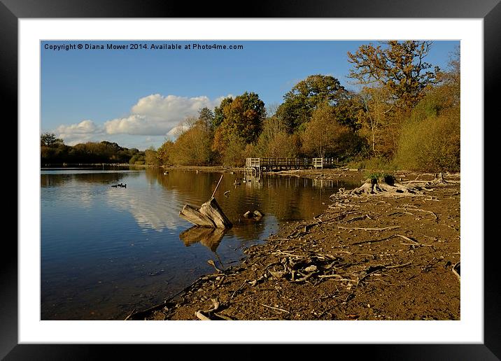 Hatfield Forest   Framed Mounted Print by Diana Mower