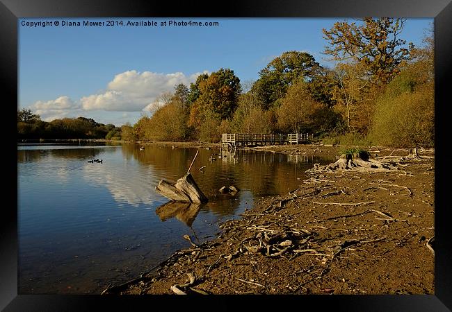 Hatfield Forest   Framed Print by Diana Mower