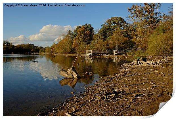 Hatfield Forest   Print by Diana Mower