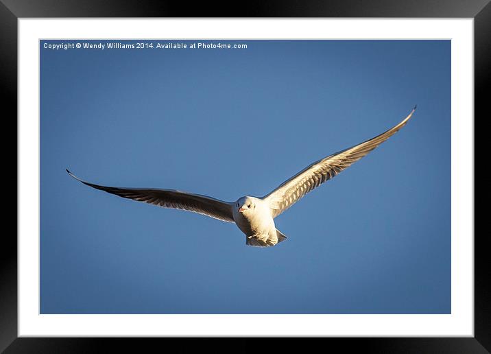  Gull in Flight Framed Mounted Print by Wendy Williams CPAGB