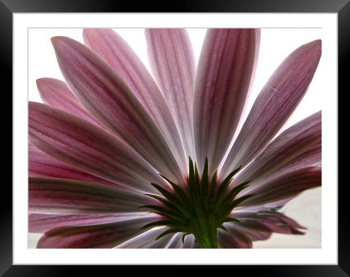  Pink Flower Daisy Framed Mounted Print by sylvia scotting