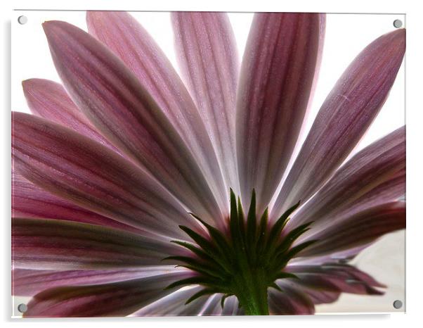  Pink Flower Daisy Acrylic by sylvia scotting