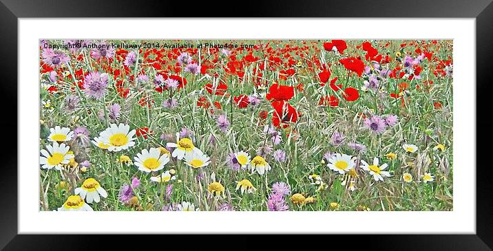 FIELDS OF COLOUR Framed Mounted Print by Anthony Kellaway