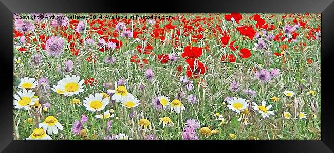  FIELDS OF COLOUR Framed Print by Anthony Kellaway