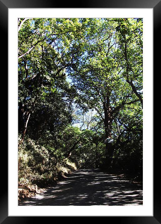  Tree Covered Road Framed Mounted Print by james balzano, jr.
