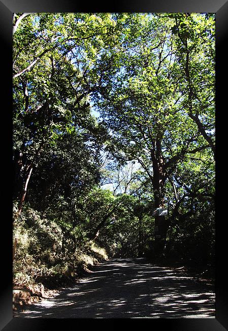  Tree Covered Road Framed Print by james balzano, jr.