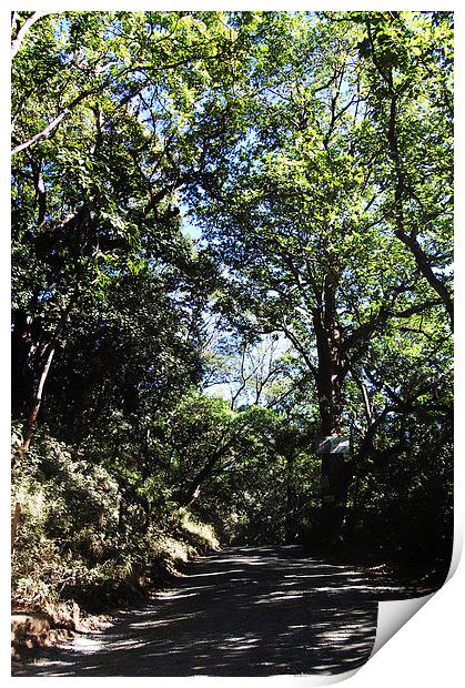  Tree Covered Road Print by james balzano, jr.