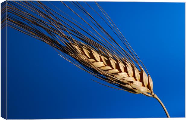 Tenons of wheat over blue background Canvas Print by Josep M Peñalver