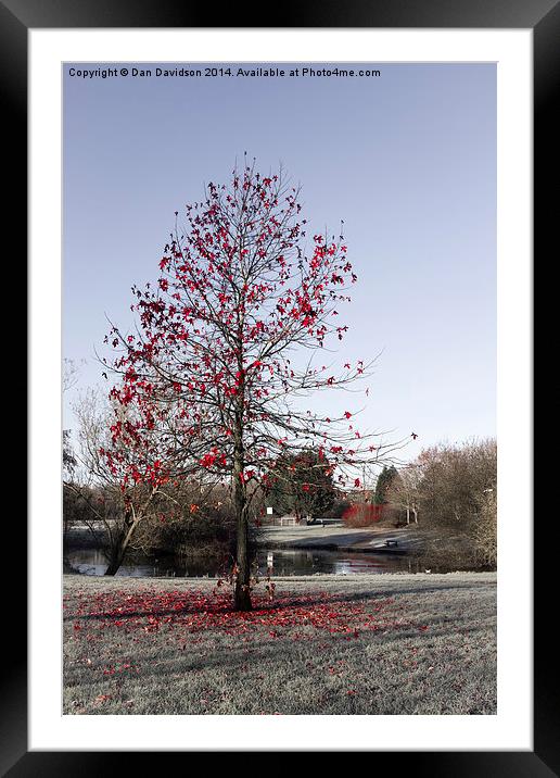  Red Tree Emerson Valley Framed Mounted Print by Dan Davidson