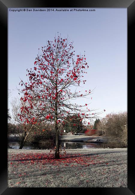  Red Tree Emerson Valley Framed Print by Dan Davidson