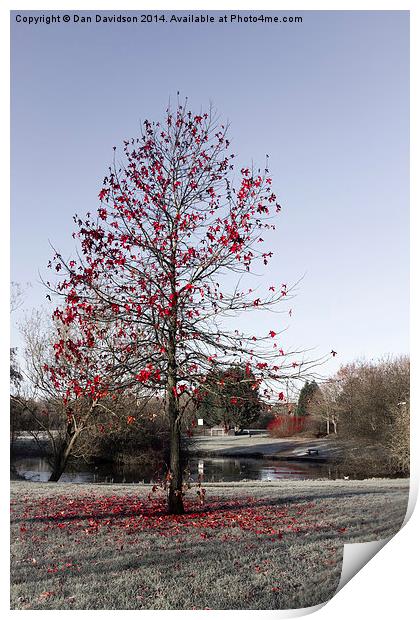  Red Tree Emerson Valley Print by Dan Davidson