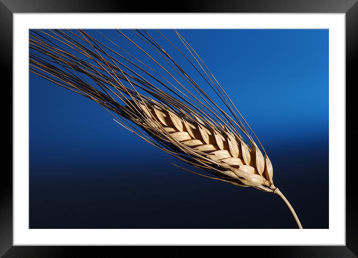 Tenons of wheat over blue background Framed Mounted Print by Josep M Peñalver