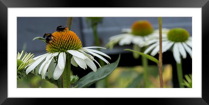  Bees On Gerbera Framed Mounted Print by Alan Whyte