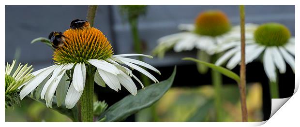  Bees On Gerbera Print by Alan Whyte