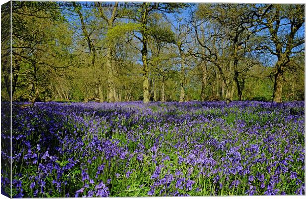  Native Bluebells Canvas Print by Diana Mower