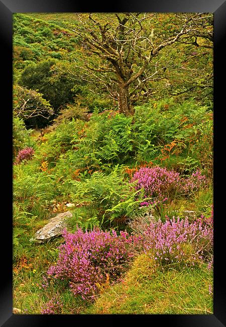 Exmoor Heather  Framed Print by graham young