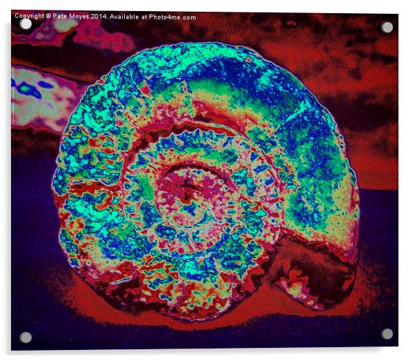 Abstract Ammonite   Acrylic by Pete Moyes
