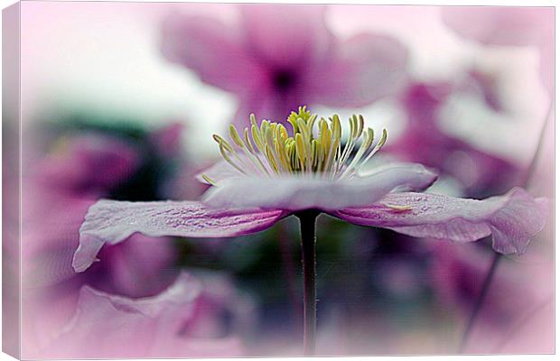  Dancing To Bolero Canvas Print by Pauline Simmonds