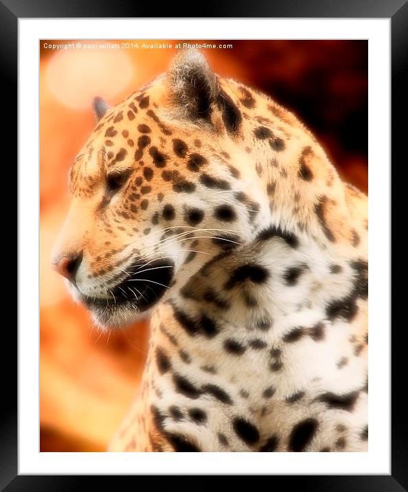PORTRAIT OF A JAGUAR  Framed Mounted Print by paul willats