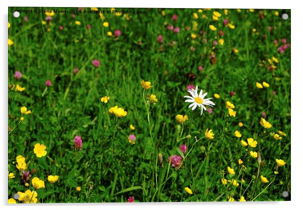  Wild Flower meadow Acrylic by Diana Mower