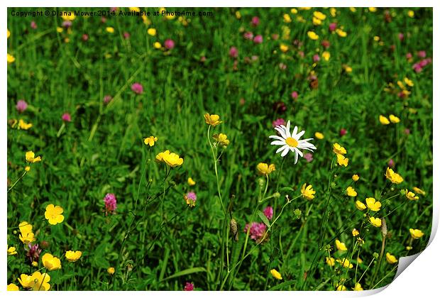  Wild Flower meadow Print by Diana Mower