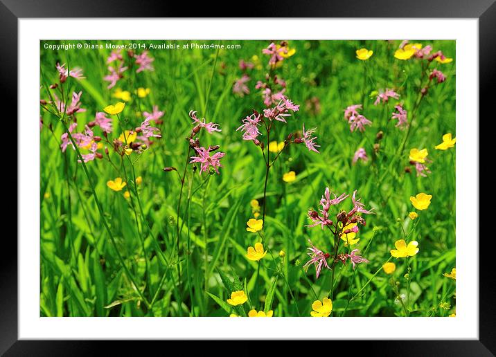 Ragged Robin meadow  Framed Mounted Print by Diana Mower