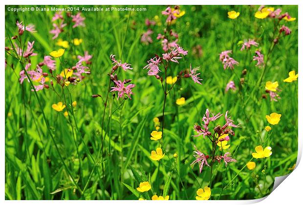 Ragged Robin meadow  Print by Diana Mower