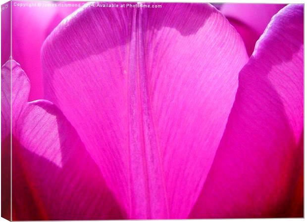  Purple Petals - Tulip Canvas Print by james richmond