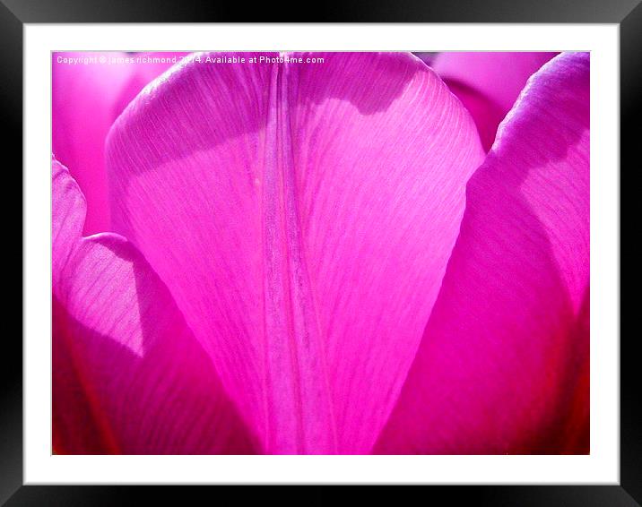 Purple Petals - Tulip Framed Mounted Print by james richmond