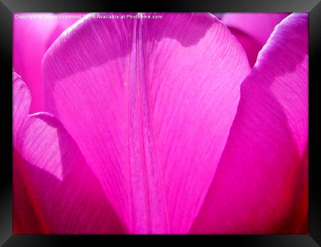  Purple Petals - Tulip Framed Print by james richmond