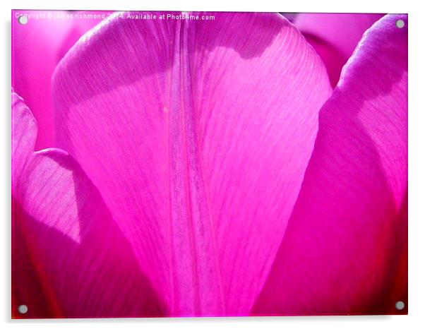  Purple Petals - Tulip Acrylic by james richmond