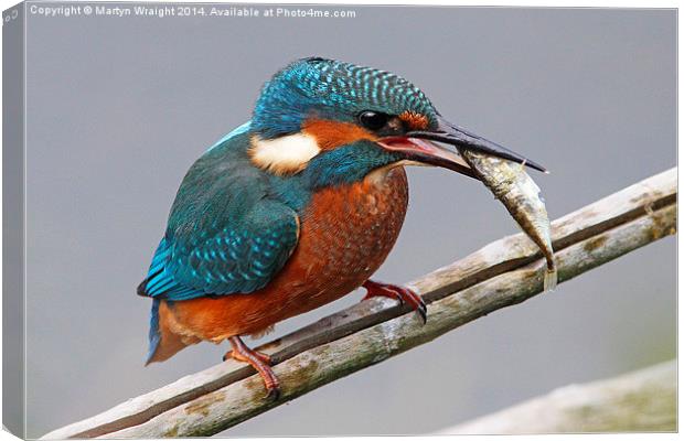  Kingfisher fishing Canvas Print by Martyn Wraight