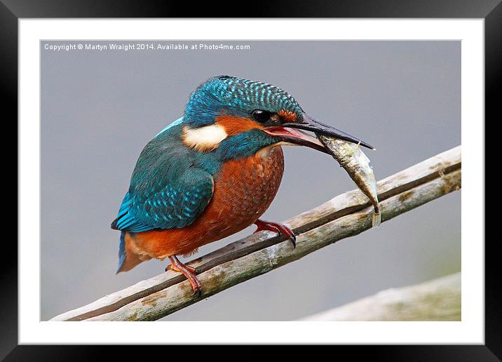  Kingfisher fishing Framed Mounted Print by Martyn Wraight