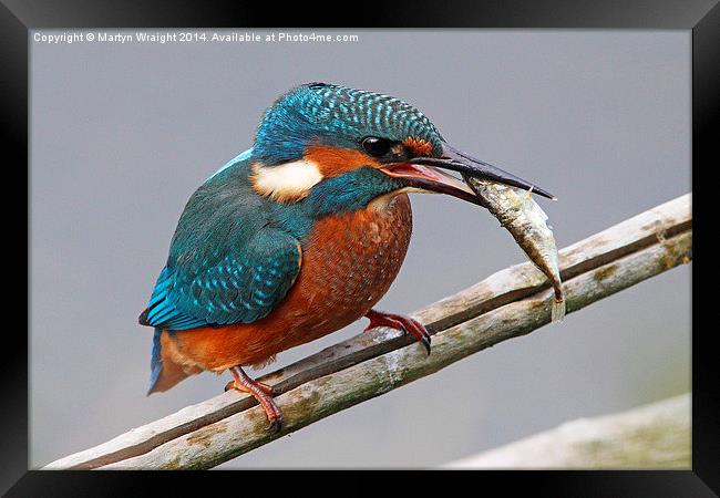  Kingfisher fishing Framed Print by Martyn Wraight