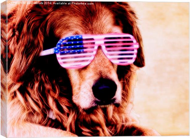  COOL DOG Canvas Print by paul willats