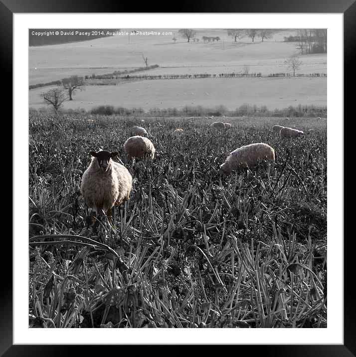  Sheep  Framed Mounted Print by David Pacey