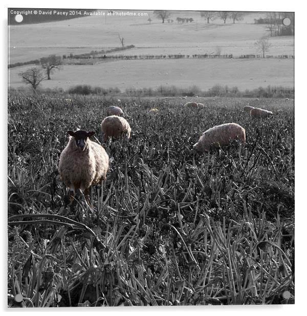  Sheep  Acrylic by David Pacey