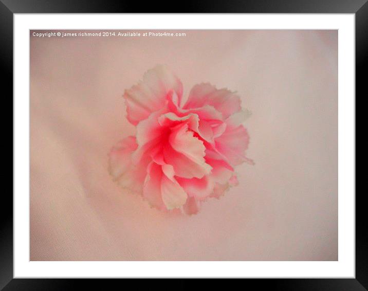 Cotton Carnation Framed Mounted Print by james richmond
