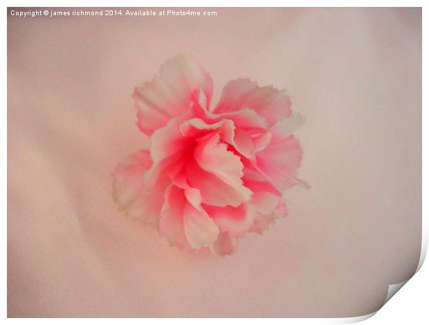  Cotton Carnation Print by james richmond