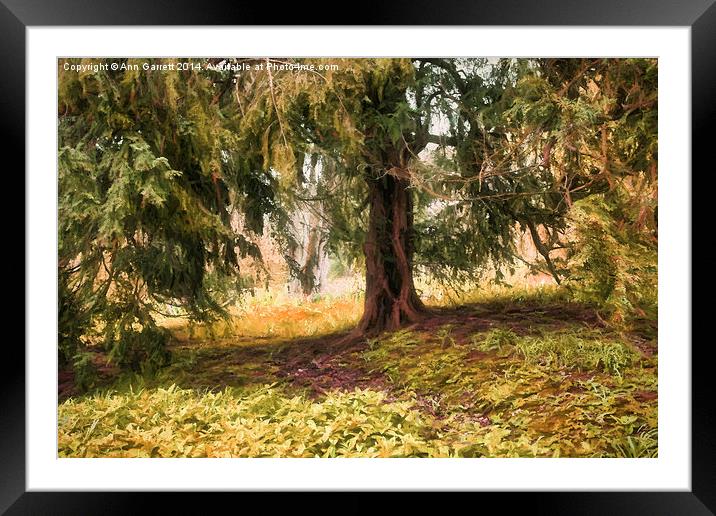 Old Yew Tree Framed Mounted Print by Ann Garrett