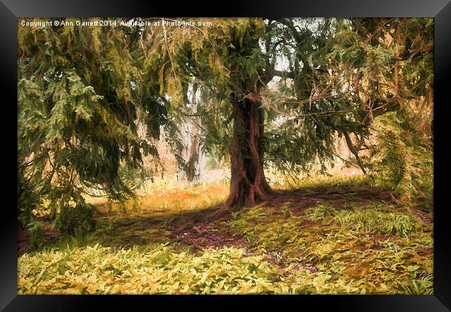 Old Yew Tree Framed Print by Ann Garrett