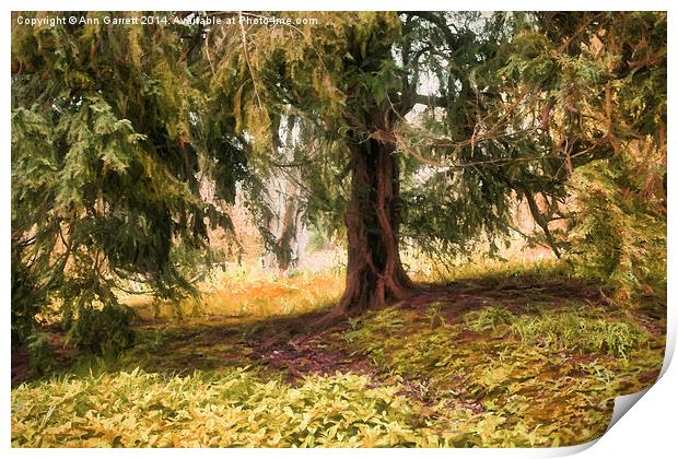 Old Yew Tree Print by Ann Garrett