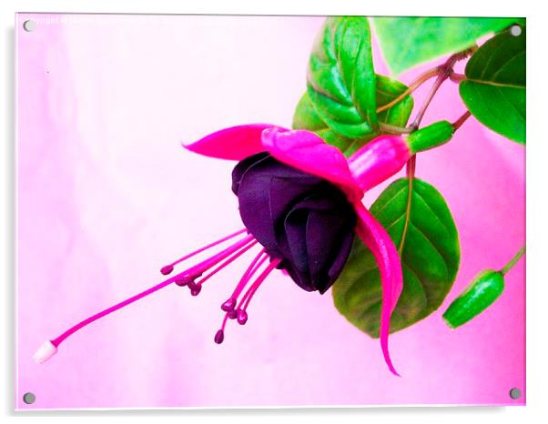  Fuchsia Acrylic by james richmond