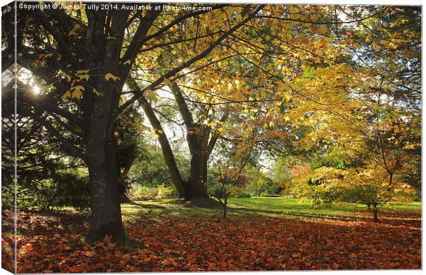  Golden colors of fall, the sun shines through som Canvas Print by James Tully