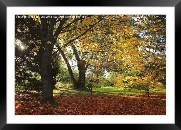  Golden colors of fall, the sun shines through som Framed Mounted Print by James Tully