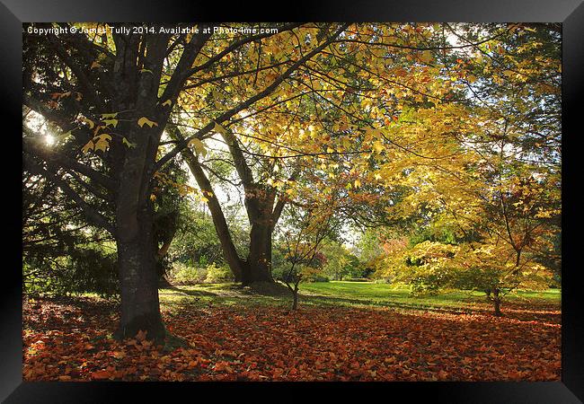  Golden colors of fall, the sun shines through som Framed Print by James Tully