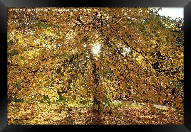  A blaze of yellow, this tree in full autumn colou Framed Print by James Tully