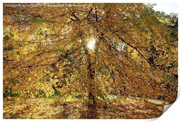  A blaze of yellow, this tree in full autumn colou Print by James Tully